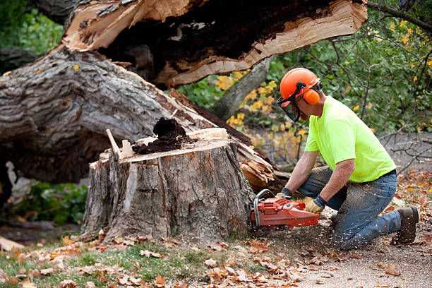 Tree Removal for Businesses in Cottondale, AL